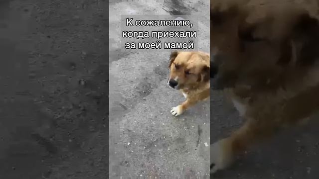 История бездомной собаки, по имени Астин ❤️ #собака
