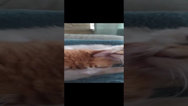 Кошачья любовь