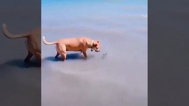 Когда, что-то касается твоей ноги в океане - страшно даже собаке!