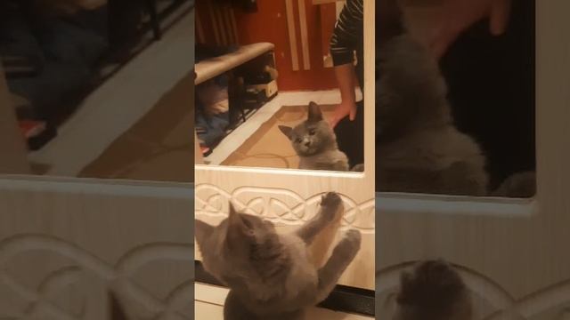 мой кот