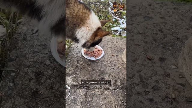 Они ничем не хуже, обычных домашних собак  #животные #собака