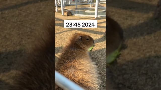 2025-01-01-211307410