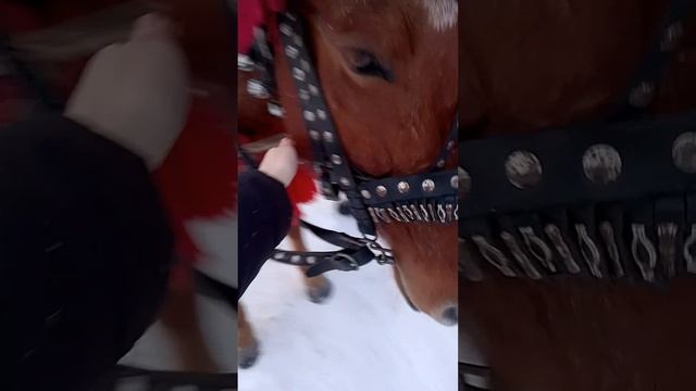 Глажу коня у цыган 🐎