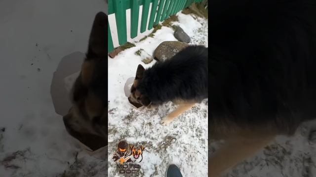Встретил бездомную СОБАКУ ГИБРИД  #собака