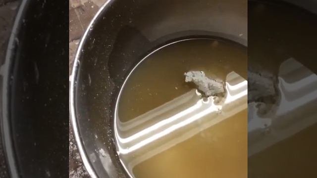 Gilder's Gesso: Part I:  Mixing Calcium Carbonate with Rabbit Skin Glue