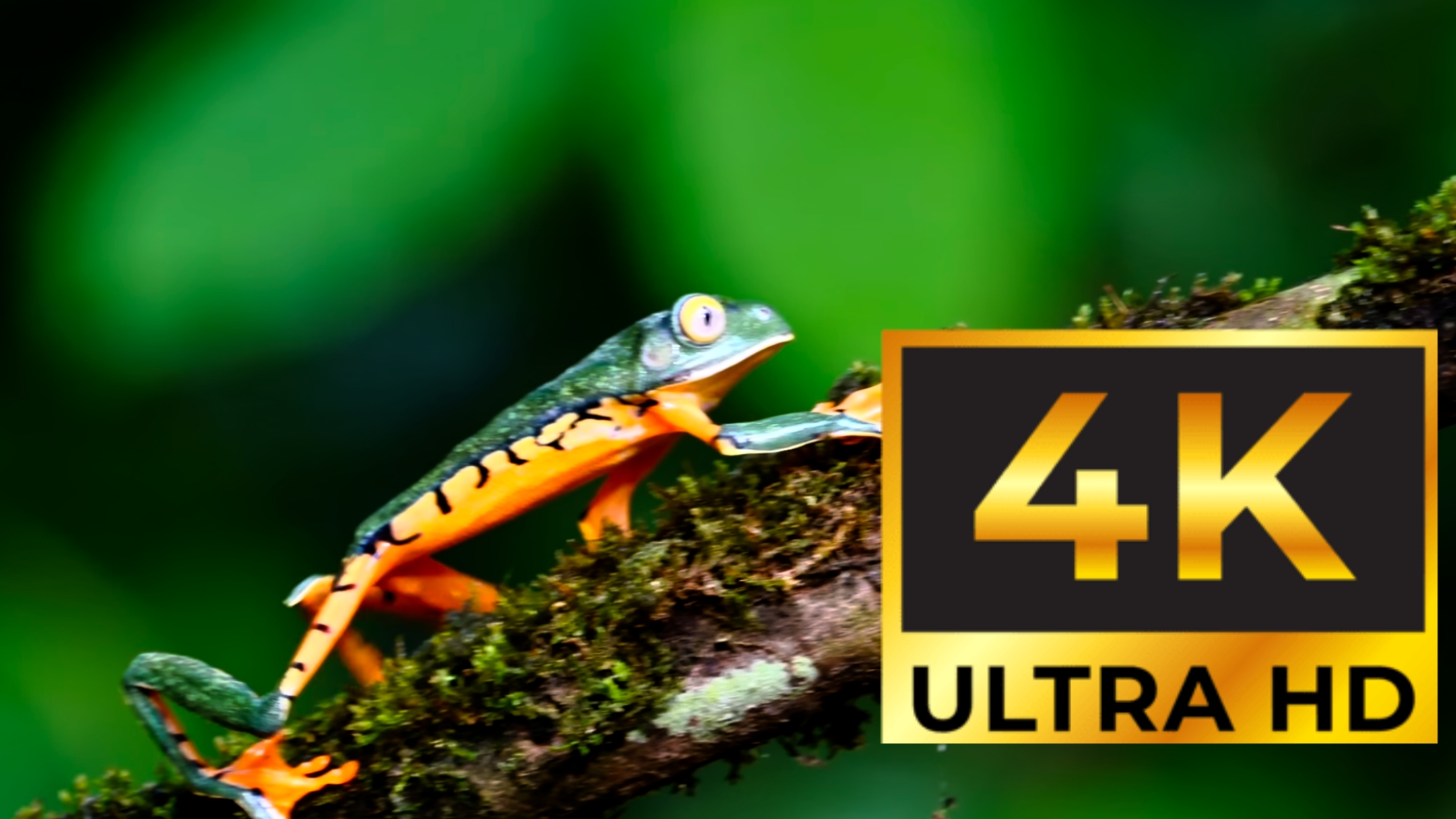 4К ultra HD 120 FPS
