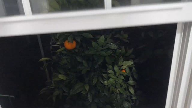 С НОВЫМ ГОДОМ!!!