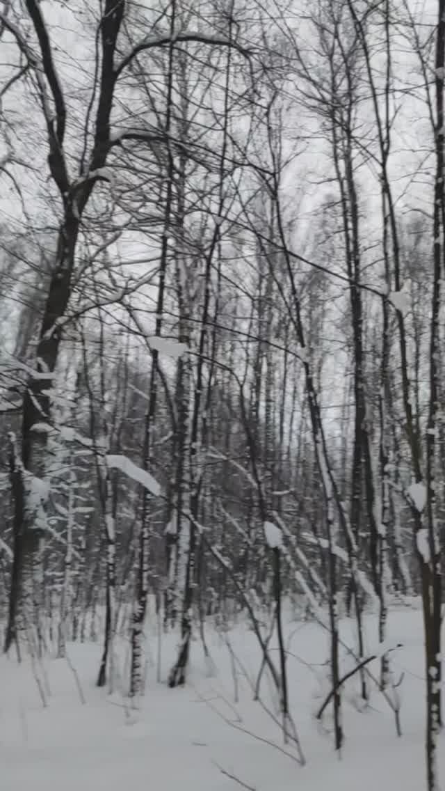 Зима в лесу 2025