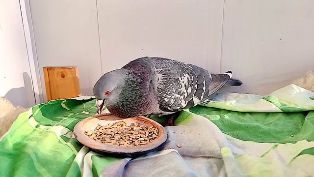 Гульки