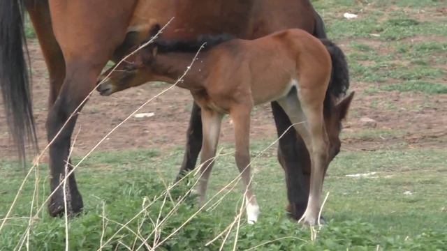 Horses champions-Так лошади становятся чемпионами-άλογα πρωταθλητές- Hästar mästare