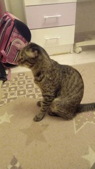 котик смотрит три кота