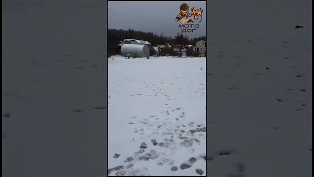 У вас тоже такое было, в ожидание выходных?  #животные #собака