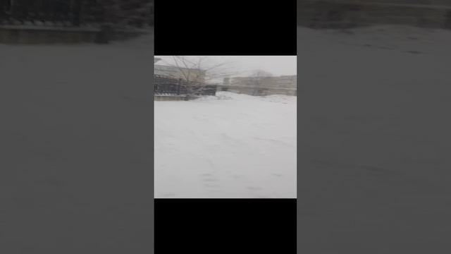 когда собака хочет поиграть