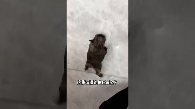 пиздюк