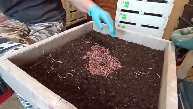 Альтернатива торфу. Очередной эксперимент.