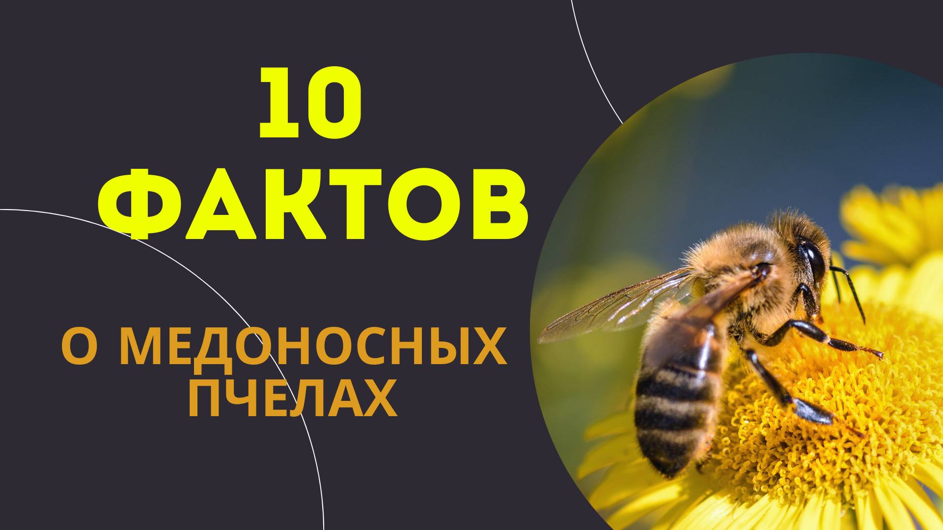 10 удивительных фактов о медоносных пчелах / Которые играют важнейшую роль в природе и нашей жизни.