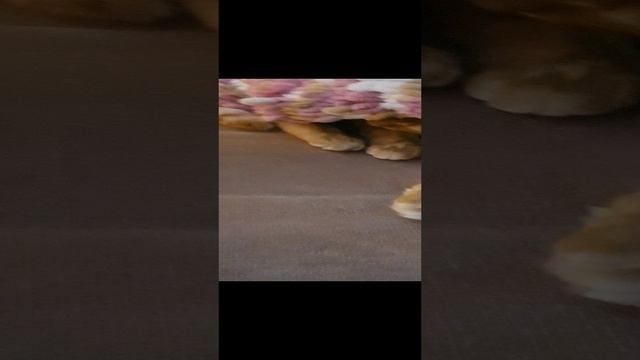 Асенька🐈