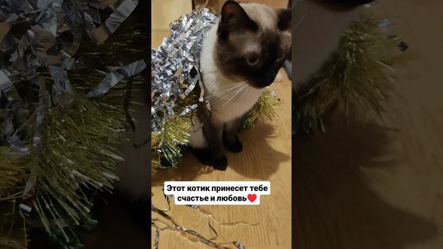 Этот котик принесёт вам счастья и любви ❤️