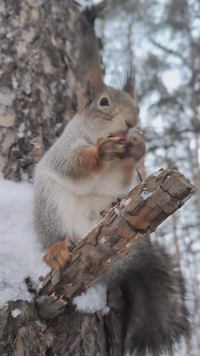 Белка разгрызла фундук