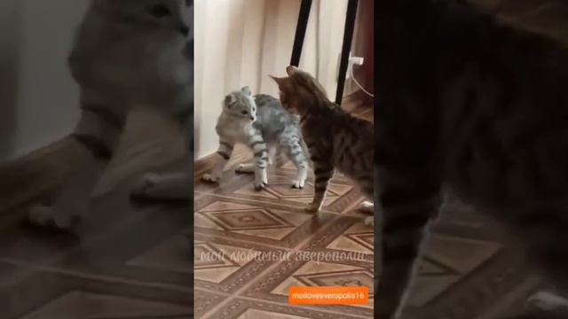 Кошка Цуна и кот Барсик)  # shorts #животные # приколы # смешное видео #видео # рекомендации