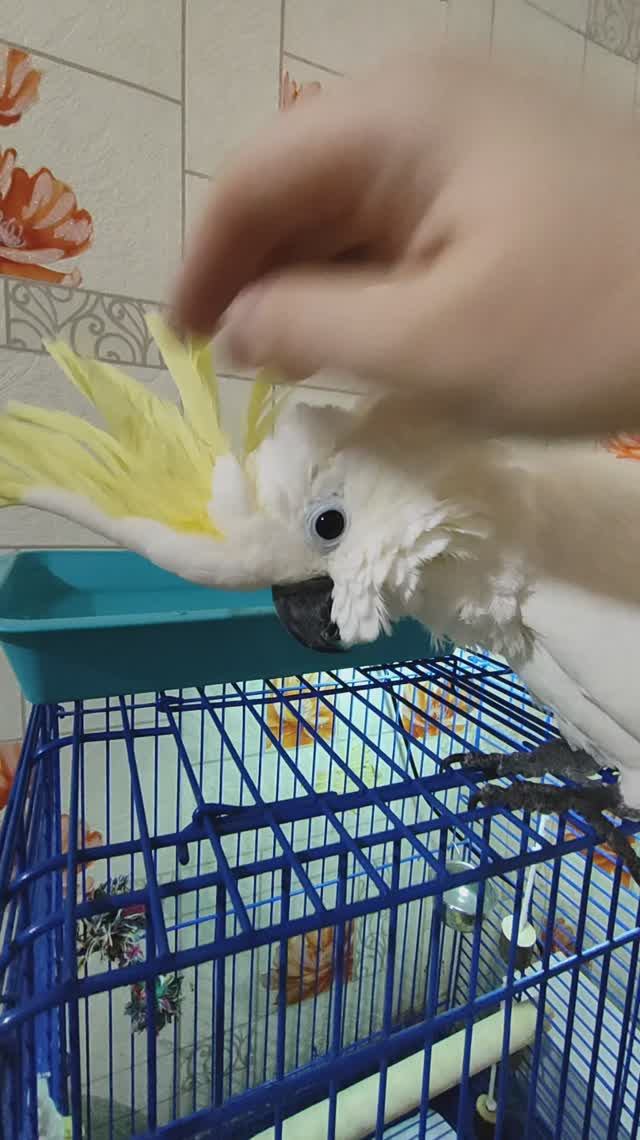 Какаду дома🫣