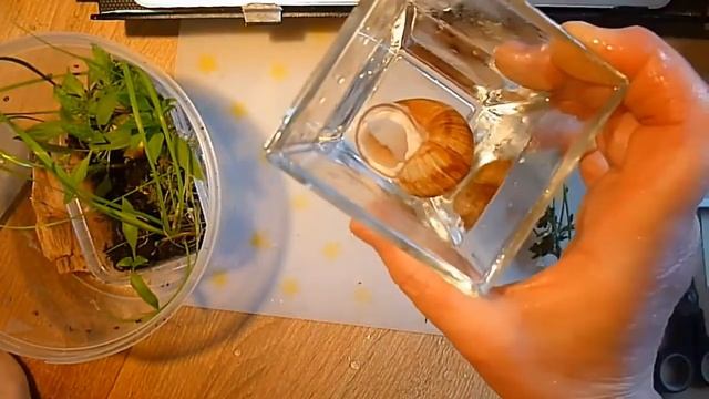 Улитка просыпается, будим улитку