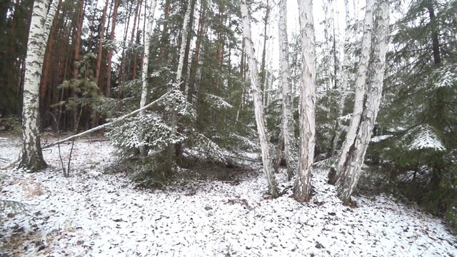 ЗОНА НАГОНКИ ЗАЯЦ БЕЛЯК ВЫШЕЛ НА НОМЕР