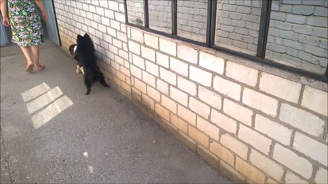 Как малый шпитц насилует спаниель - Шпили вили по деревенски