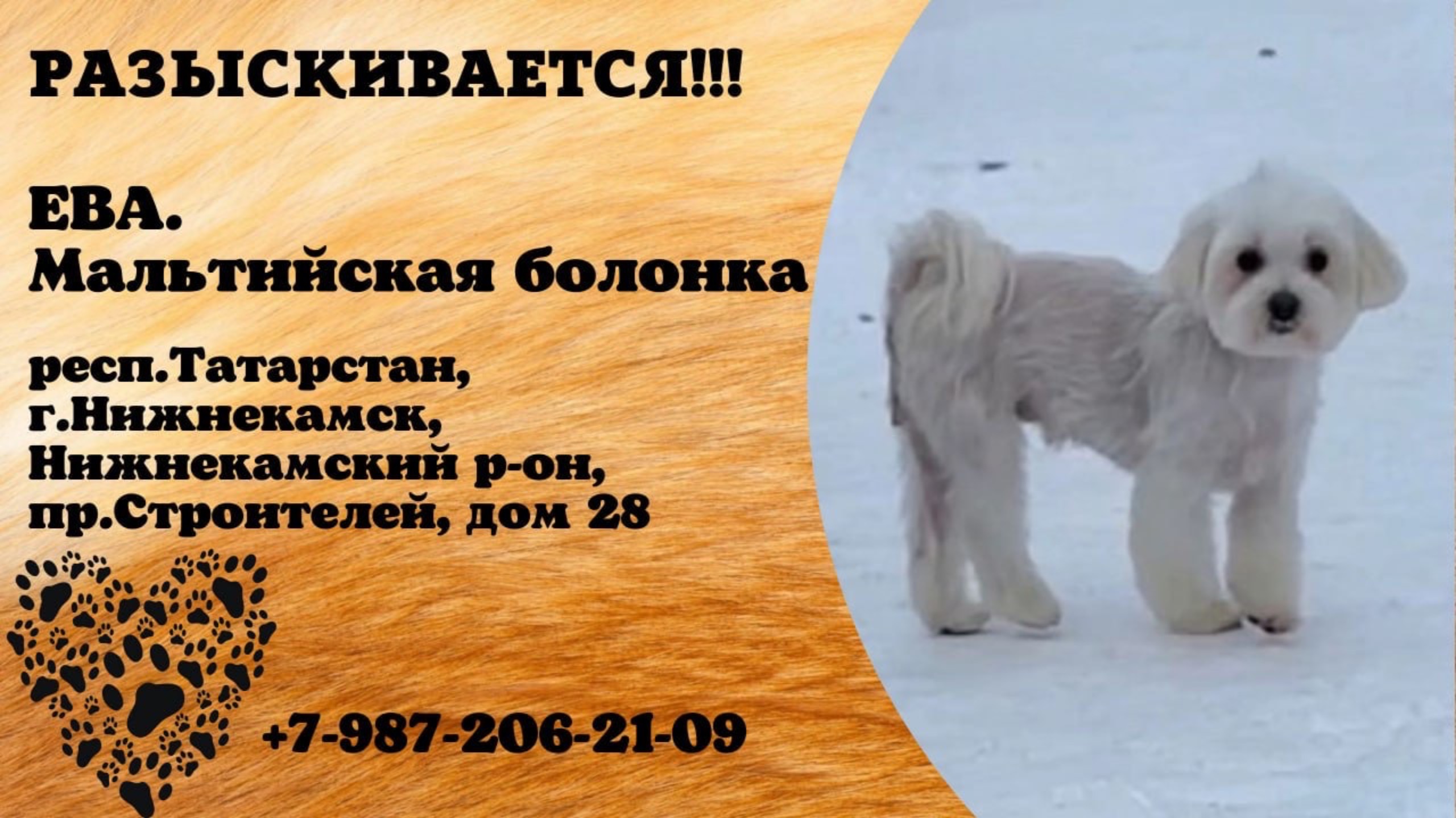 Пропала собака! ЕВА. Мальтийская болонка. респ.Татарстан, г.Нижнекамск.