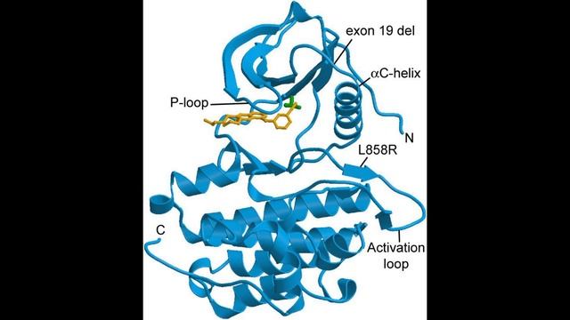 EGFR Tyrosine kinase domain with Erlotinib