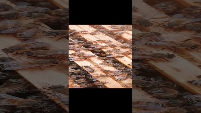 Отводок Бакфаст