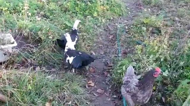 разговорчивые утки..mp4