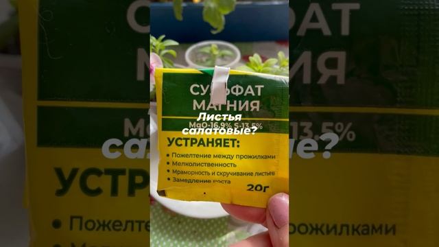 Что делать, если у петунии, сурфинии, калибрахоа пожелтели листья