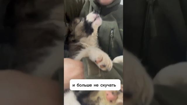 Меня забрали с улицы, я ищу дом ❤️