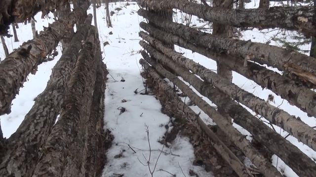 Медведь съел лайку, везем замену.