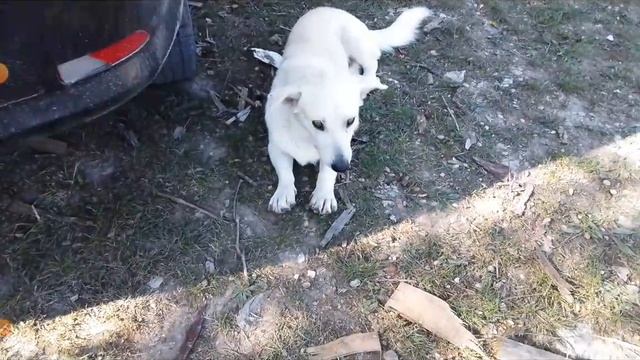 котики с озвучкой