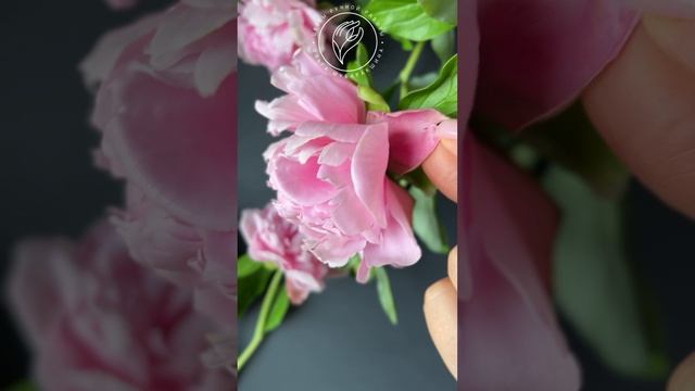 Пионы из холодного фарфора. Ручная работа. Флористическая скульптура