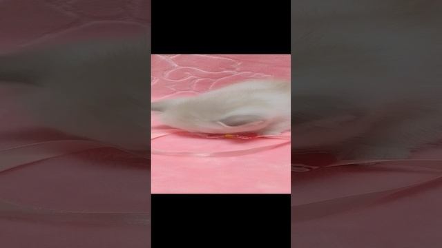 VID_20250101_025810
