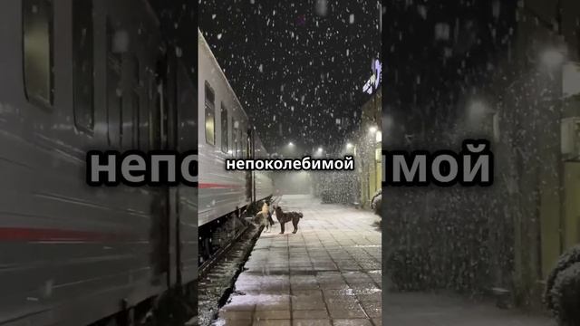 Интересные факты о собаке Хатико