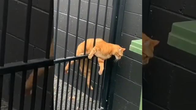 Одинаковые коты и каждый думает по разному