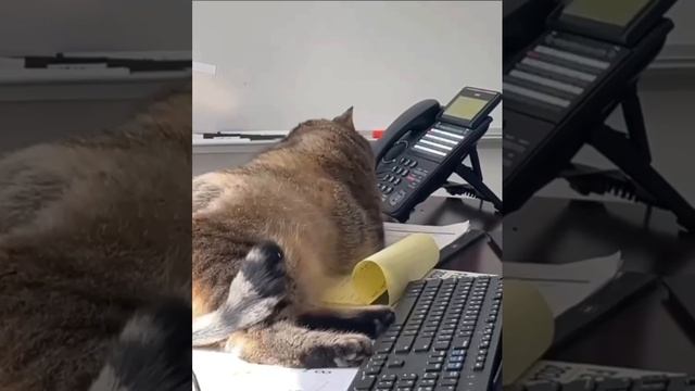 1000070156.mp4