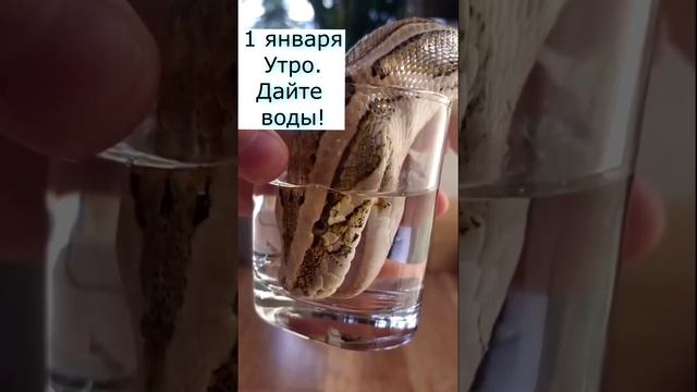 утро 1 января полюбил воду