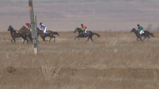 Скачка для полукровных лошадей 3-х л.Райков конно-спортивный праздник, посвященный дню победы