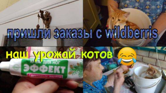 № 860 пришли заказы с wildberris //наш урожай котов)))