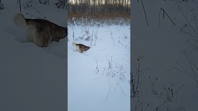 Самая милая хаски в мире на подснежной охоте