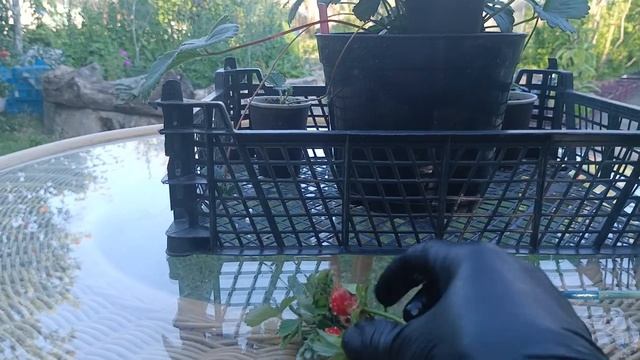 Селекционное опыление.