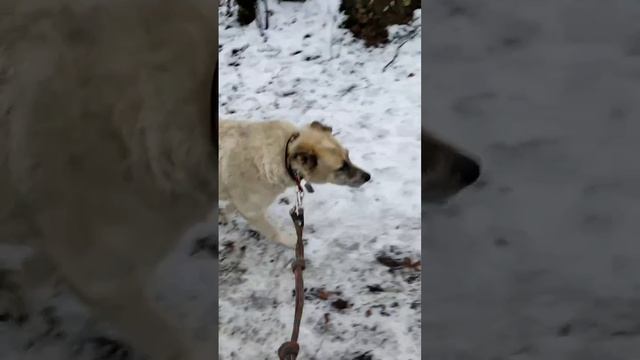 ЗНАКОМЬТЕСЬ - БИМ 🙌