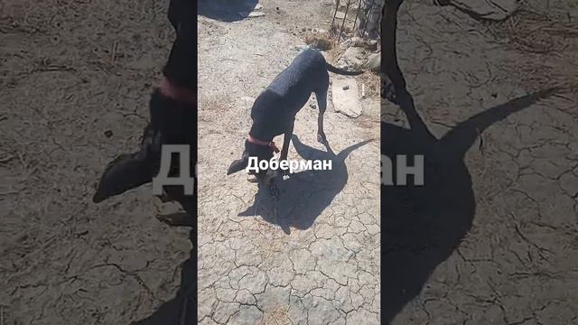 доберман