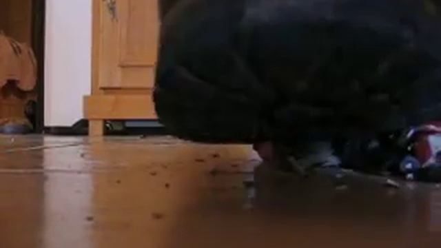 Bergstiefel stomping Cobra