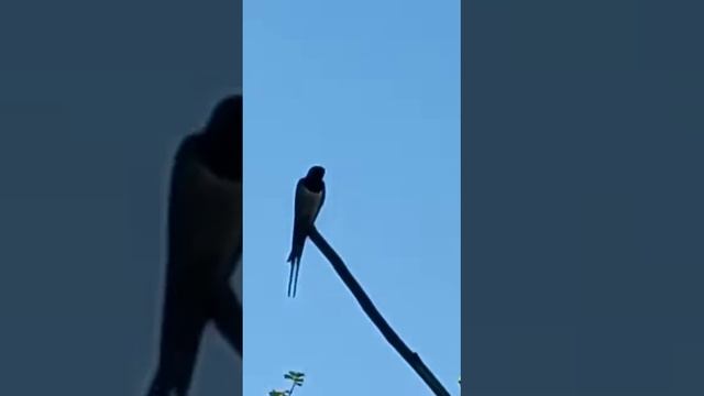 внук прислал видео. a video from my grandson.mp4